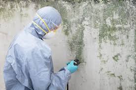 Why You Should Choose Our Mold Remediation Services in Mill Creek, WA